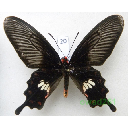 Pachliopta aristolochiae Fabricius, 1775 Malaysia 68mm20